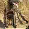 Dutch Shepherd Dog Dutch Shepherd  puppies for sale