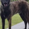 Dutch Shepherd Dog Dutch Shepherd  puppies for sale