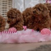 Poodle Red dwarf and toy poodles