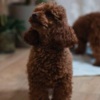 Poodle Red dwarf and toy poodles