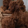 Poodle Red dwarf and toy poodles
