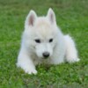 Siberian Husky Siberian Husky puppies