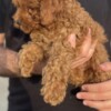 Poodle Miniature Poodle puppies
