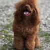 Poodle Miniature Poodle puppies