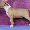 Bull Terrier Standard Bull Terrier puppies