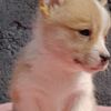 Welsh Corgi, Pembroke Pembroke Welsh Corgi puppies