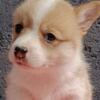 Welsh Corgi, Pembroke Pembroke Welsh Corgi puppies