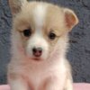 Welsh Corgi, Pembroke Pembroke Welsh Corgi puppies