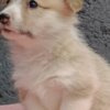 Welsh Corgi, Pembroke Pembroke Welsh Corgi puppies