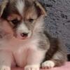 Welsh Corgi, Pembroke Pembroke Welsh Corgi puppies