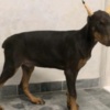 Doberman Pinscher Doberman