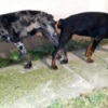 Doberman Pinscher Doberman