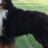 Bernese Mountain Dog Bernese Mountain Dog puppies