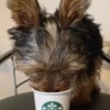 Yorkshire Terrier Yorkie p