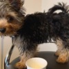 Yorkshire Terrier Yorkie p