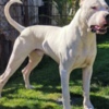 Dogo Argentino Dogo Argentino puppies