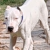Dogo Argentino Dogo Argentino puppies