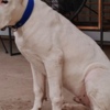 Dogo Argentino Dogo Argentino puppies