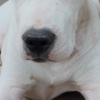 Dogo Argentino Dogo Argentino puppies