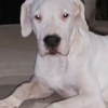 Dogo Argentino Dogo Argentino puppies