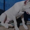 Dogo Argentino Dogo Argentino puppies