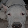 Dogo Argentino Dogo Argentino puppies