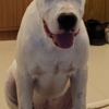 Dogo Argentino Dogo Argentino puppies