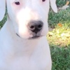 Dogo Argentino Dogo Argentino puppies