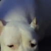 Dogo Argentino Dogo Argentino puppies