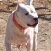 Dogo Argentino Dogo Argentino puppies