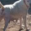 Dogo Argentino Dogo Argentino puppies