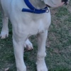 Dogo Argentino Dogo Argentino puppies