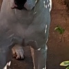 Dogo Argentino Dogo Argentino puppies