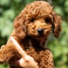 Poodle Miniature Poodle  puppies