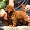 Poodle Miniature Poodle  puppies