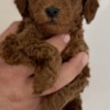 Poodle Miniature Poodle  puppies
