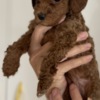 Poodle Miniature Poodle  puppies