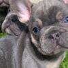 French Bulldog French bulldog puppy for sale