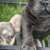 French Bulldog French bulldog puppy for sale