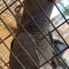 African Grey Parrot African grey parrot