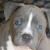 American Staffordshire Terrier American Staffordshire Terrier – Beautiful Puppies