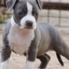 American Staffordshire Terrier American Staffordshire Terrier – Beautiful Puppies