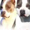 American Staffordshire Terrier American Staffordshire Terrier – Beautiful Puppies