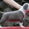American Staffordshire Terrier American Staffordshire Terrier – Beautiful Puppies