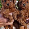 Poodle Apricot and red toy poodles