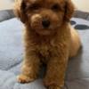 Poodle Red Toy Poodle
