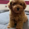 Poodle Red Toy Poodle