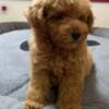 Poodle Red Toy Poodle
