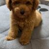 Poodle Red Toy Poodle