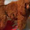 Poodle Red Toy Poodle